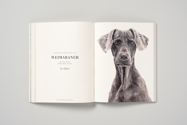 'Weimaraner Drawing' by Laura Hardie